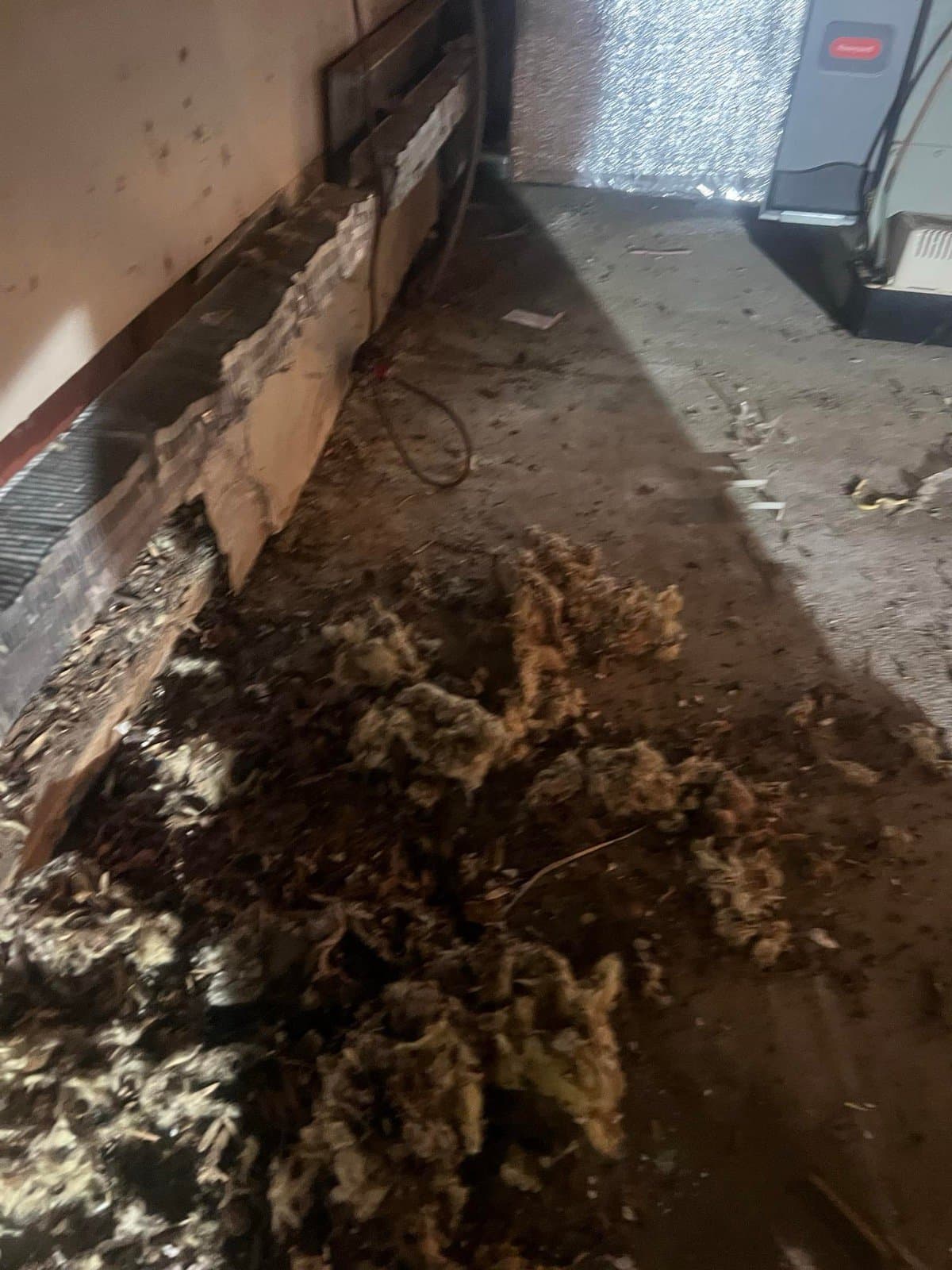 Rodent nest debris and contaminated insulation along the rim joist of a Bedford, NY crawl space before cleanup