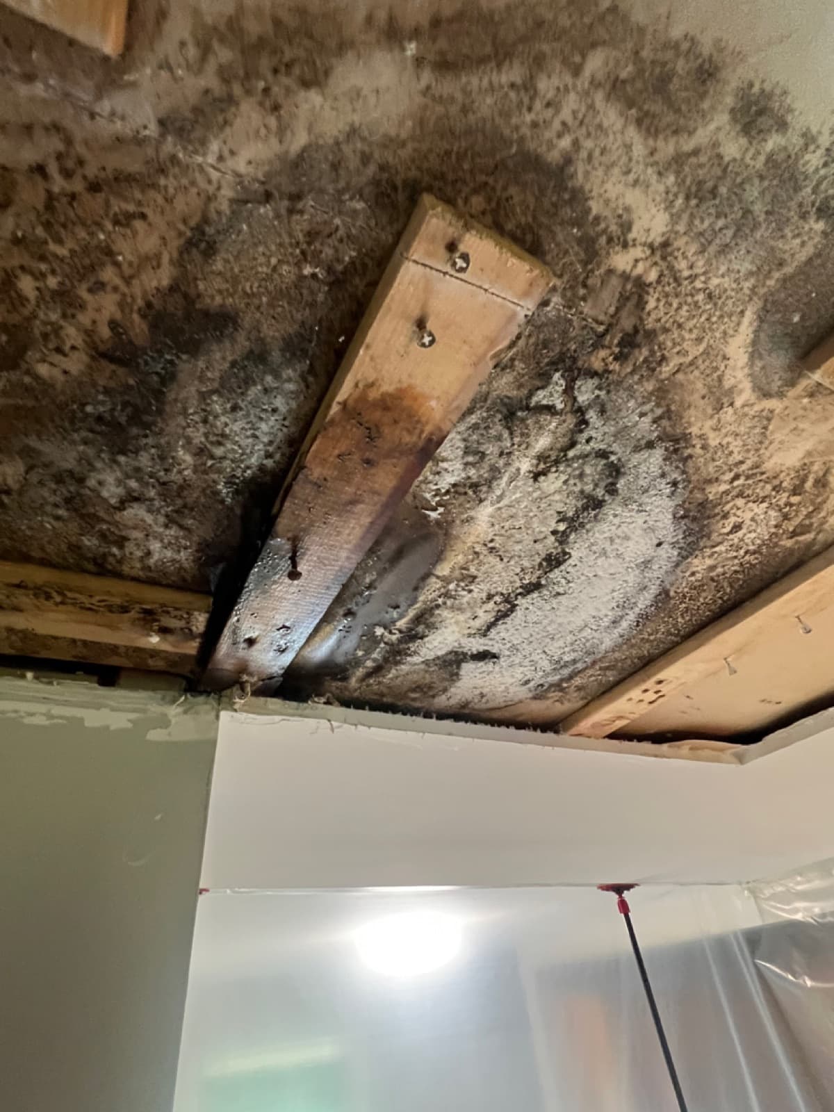 Heavy mold growth across the ceiling sheathing and joists of a Fairfield, CT living room before remediation