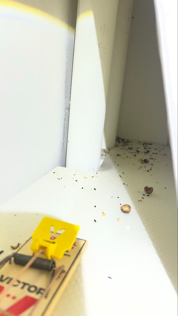 Mouse droppings and a snap trap on the floor of an encapsulated crawl space in Greenwich, CT before cleanup