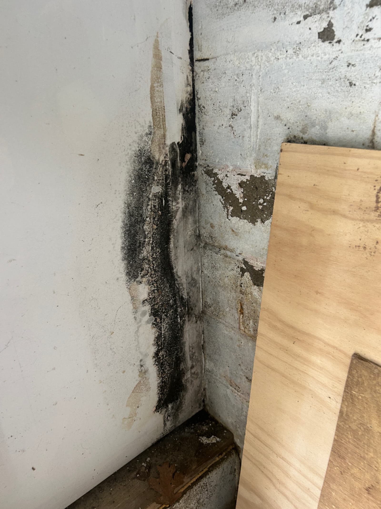 Black mold growth on a wall panel meeting a block foundation corner in a Kent, CT home