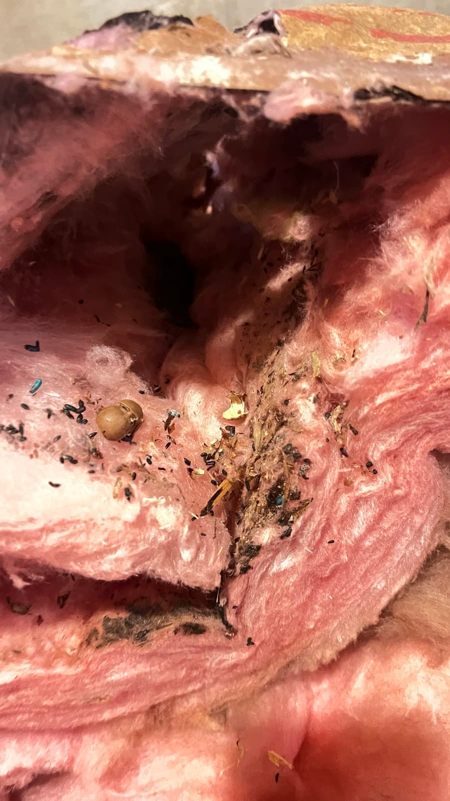 Rodent nesting cavity and droppings inside the fiberglass ceiling insulation of a Norwalk, CT basement before cleanup, before
