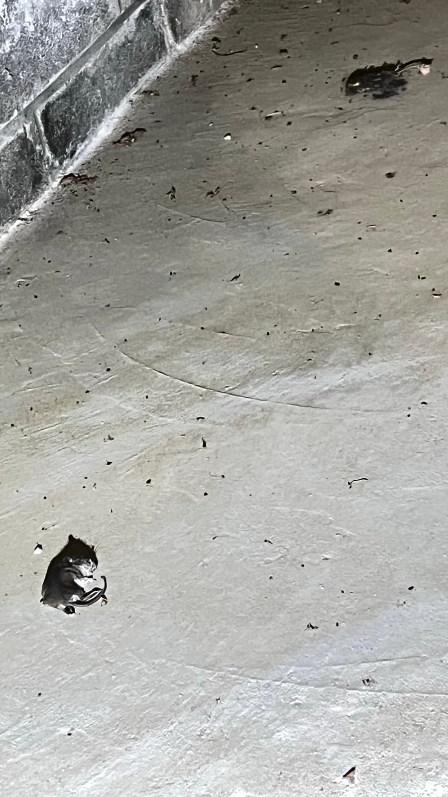 Dead mice and droppings on the crawl space slab of a Stamford, CT home before biohazard cleanup