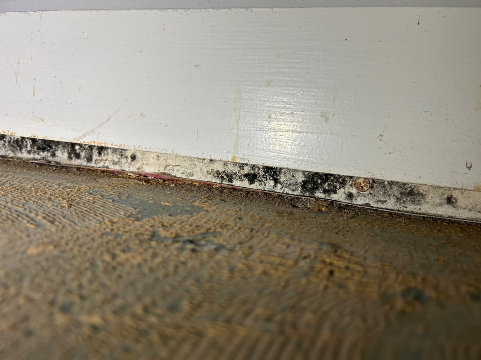 Dark band of mold growth along the base of a wall in a Wallingford, CT lower-level room before remediation
