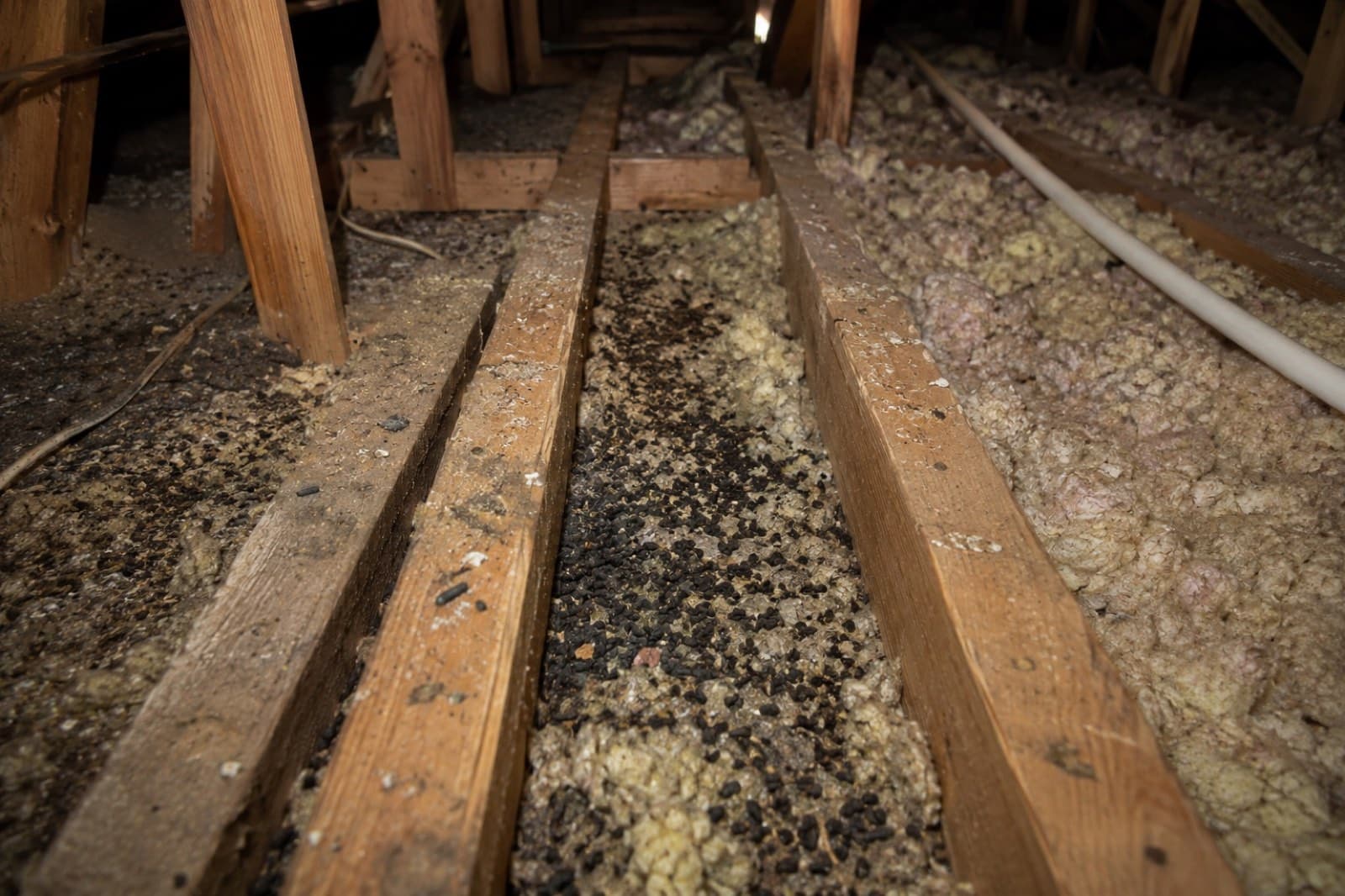 Rodent droppings scattered across crawl-space joists and insulation requiring HEPA biohazard cleanup