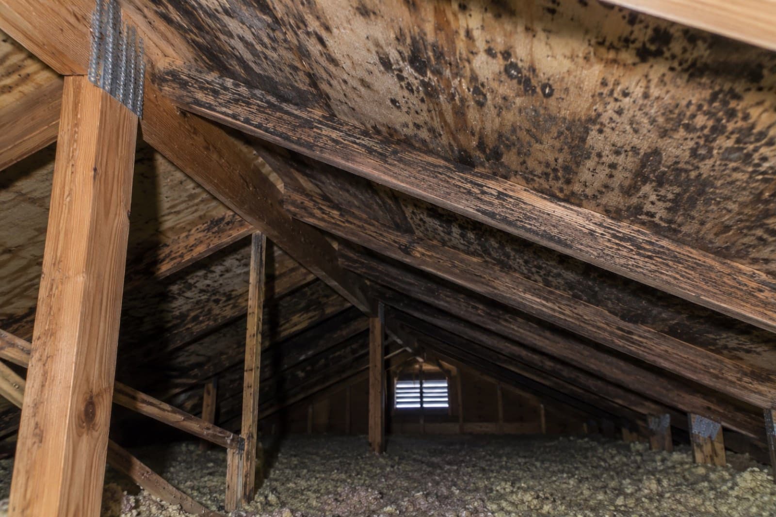 Black mold staining across attic roof sheathing and timber rafters above blown-in insulation from trapped condensation