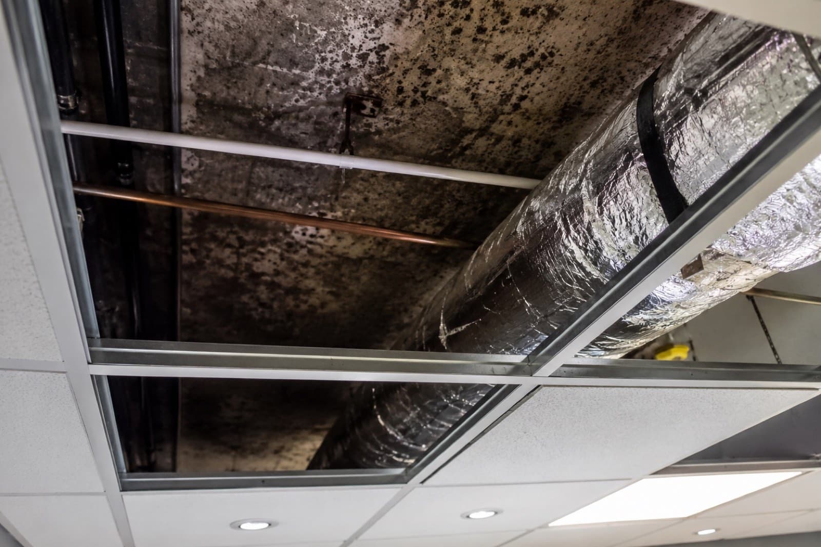 Black mold spreading across drop-ceiling tiles and overhead HVAC ducts in a commercial building