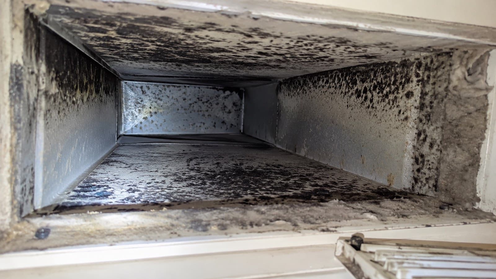 Black mold coating the interior sheet-metal walls of a residential HVAC supply duct