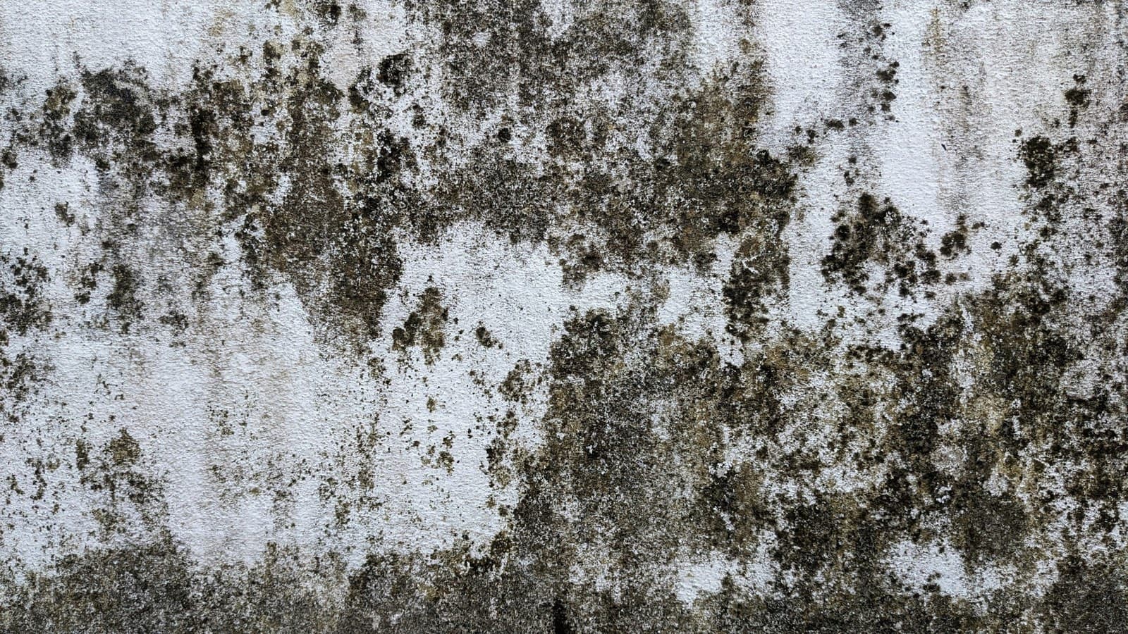 Close view of mold growth on an interior wall surface in a Connecticut home before cleaning