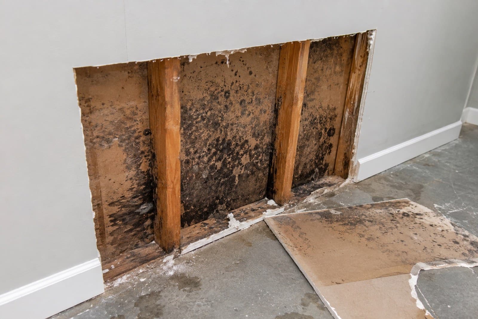 Black mold colonizing exposed wall studs inside an opened drywall and sheetrock cavity during IICRC S520 mold remediation in a Connecticut home