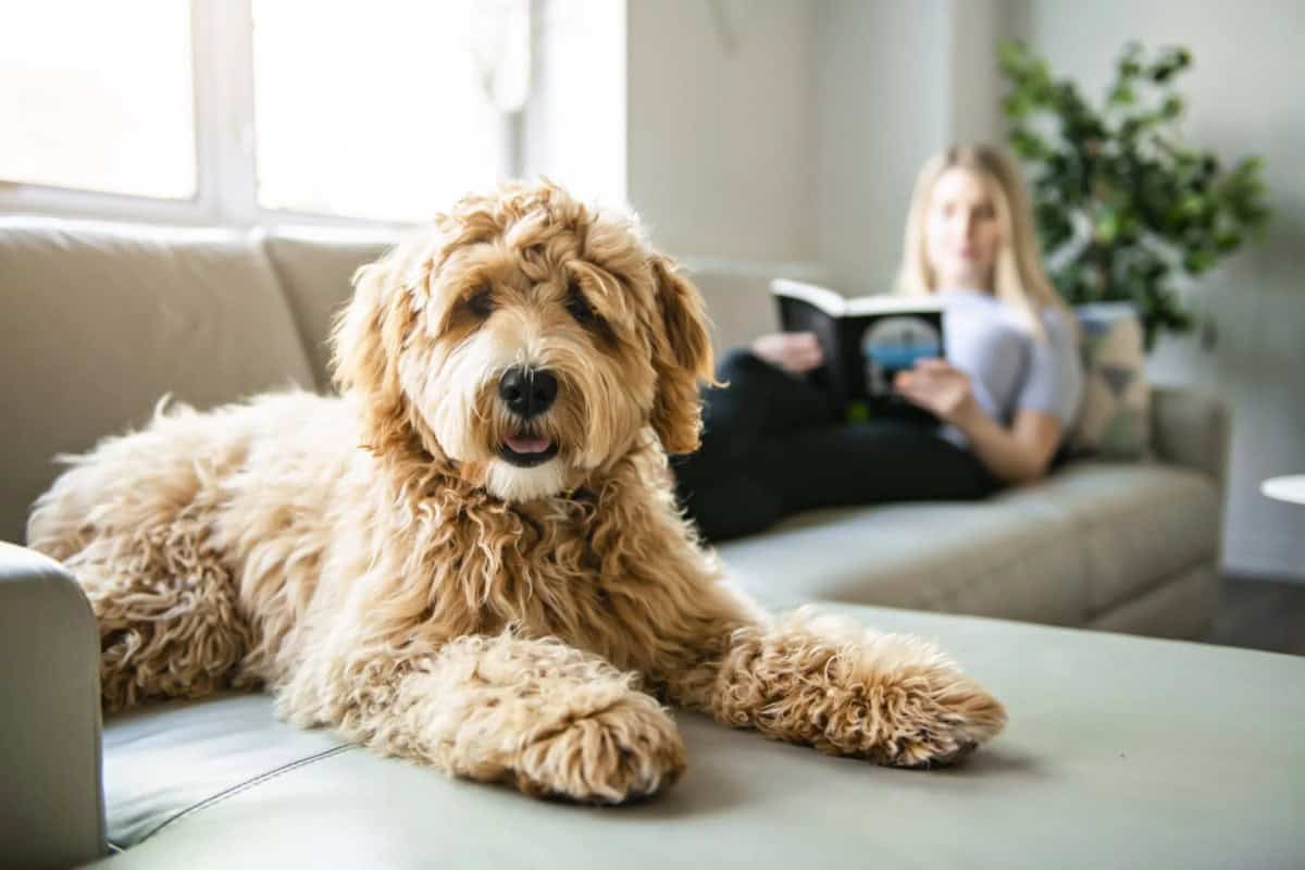 Goldendoodle resting on a light sofa in a bright tri-state living room while the owner reads behind, the soft goods environment where pet dander embeds and persists