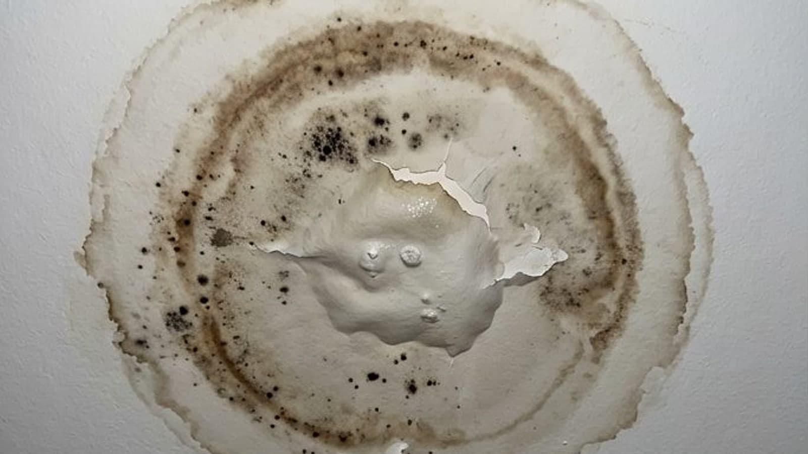 Ceiling water stain with tide line rings, bubbled and peeling paint at the center and dark mold spotting inside the rings