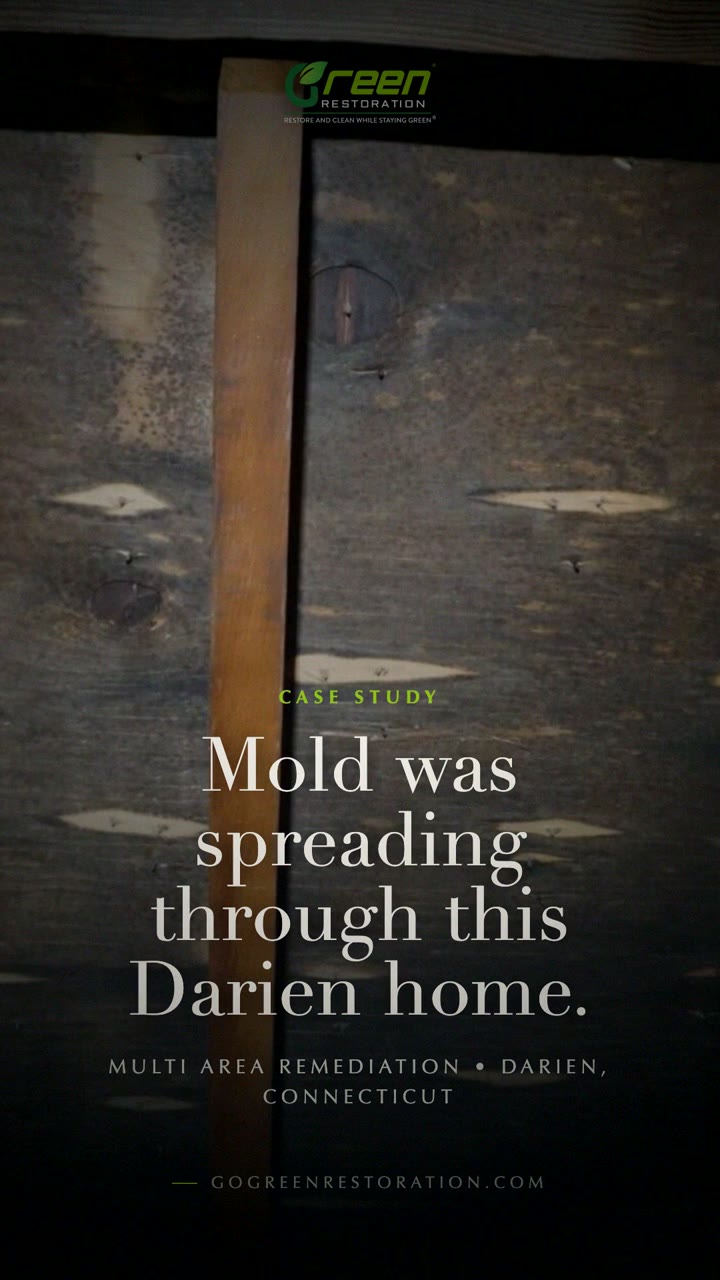 Darien: Multi Area Mold Remediation